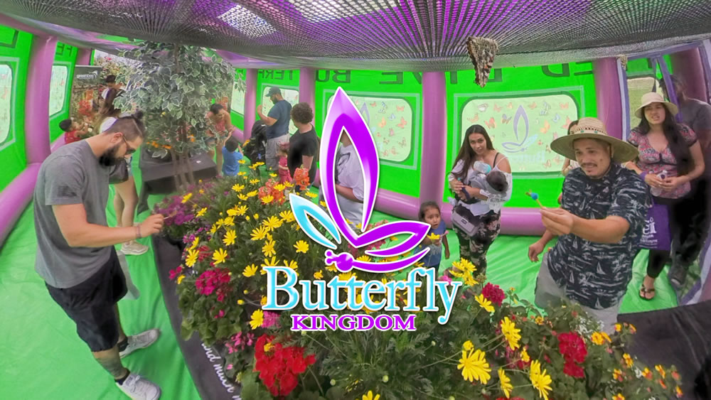 The Butterfly Kingdom